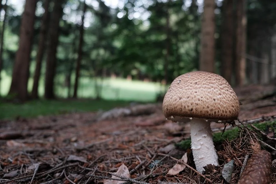 Agaricus (Agaricus Blazei Murill): proprietati, utilizari