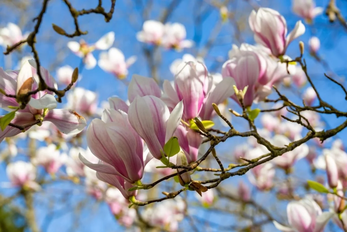 Magnolia: proprietati terapeutice, beneficii si moduri de utilizare