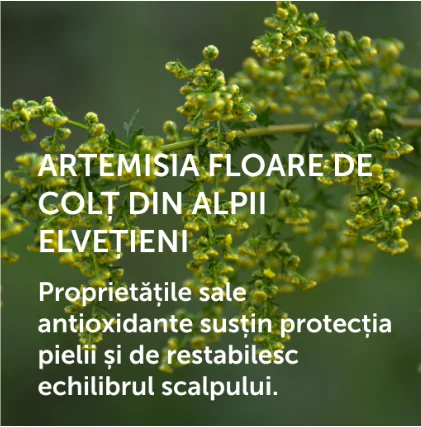 Floare de colt Floare de colt