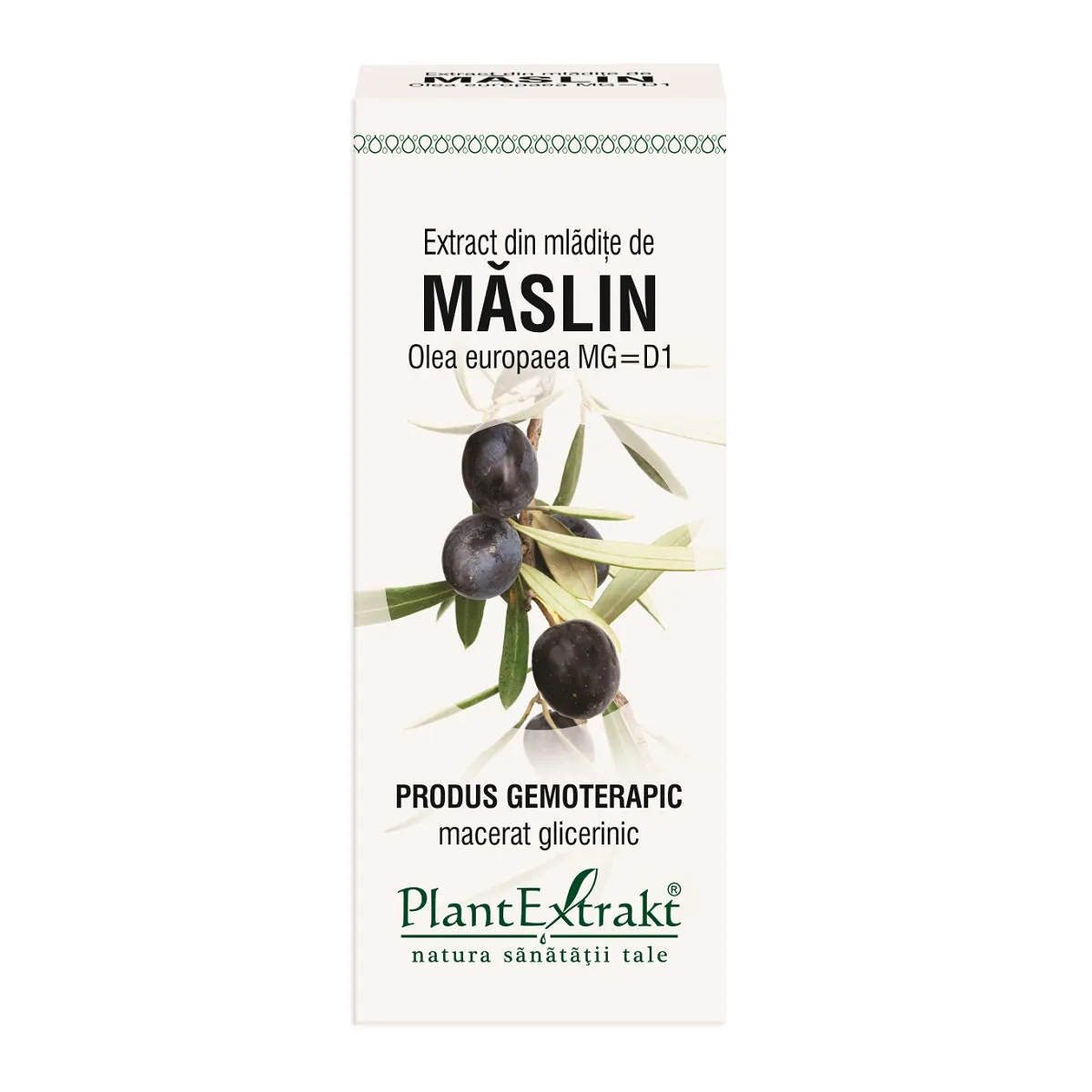 Extract din mladite de Maslin, 50ml, Plantextrakt