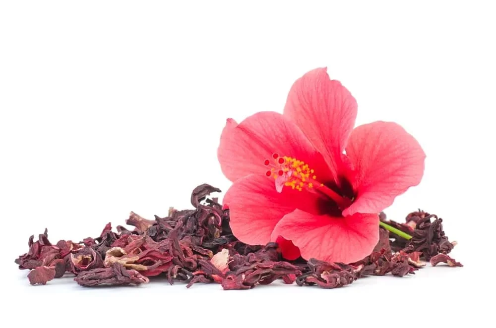 Hibiscus - modalitati de consum