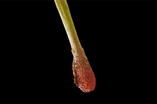 Cadu-Crex - Tehnologia transdermica Cadu-Crex - Tehnologia transdermica