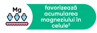 favorizeaza acumularea magneziului in celule