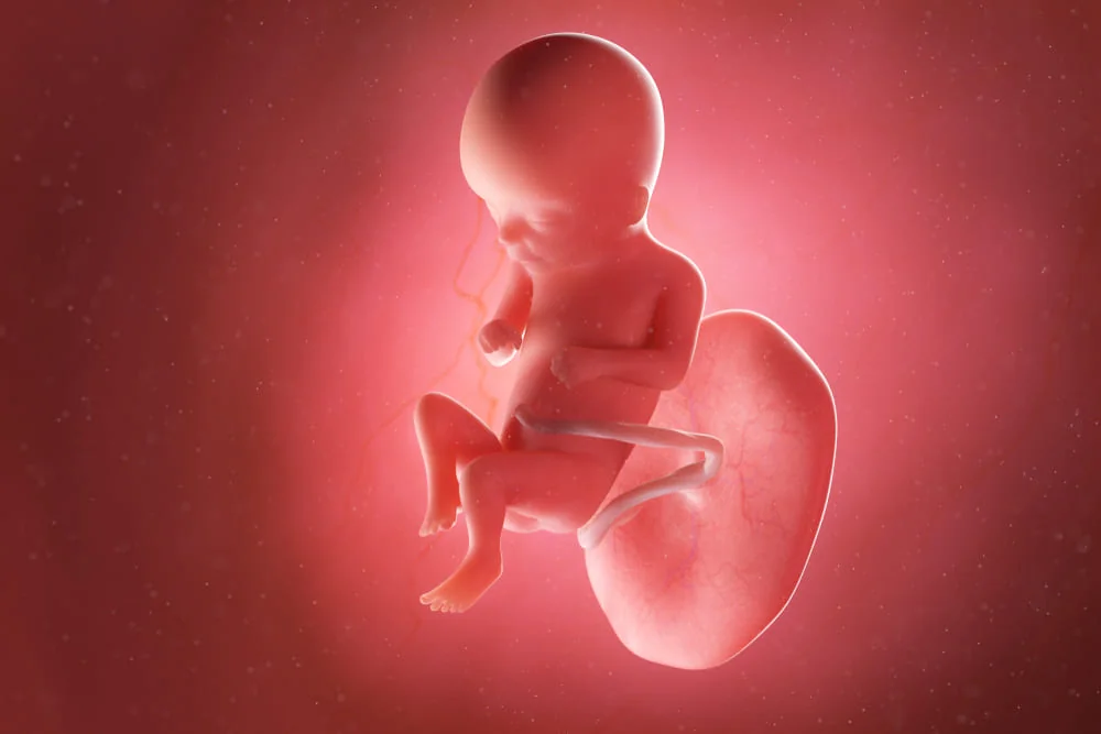 Evolutia si dezvoltarea bebelusului Evolutia si dezvoltarea bebelusului