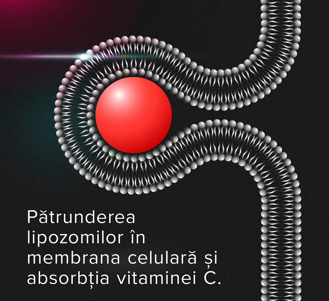 Beneficiile vitaminei C sub forma lipozomala Beneficiile vitaminei C sub forma lipozomala